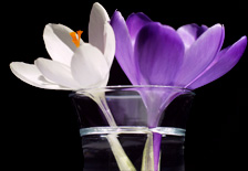Therapy for Couples, Families or Individuals.