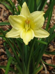 Spring Awakening